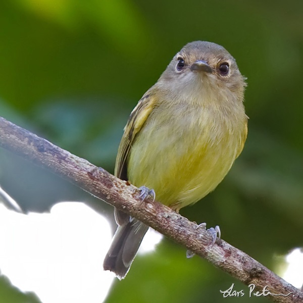 Smoky-fronted Tody-flycatcher